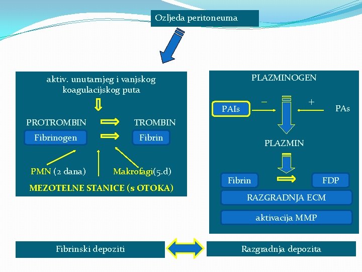 Ozljeda peritoneuma PLAZMINOGEN aktiv. unutarnjeg i vanjskog koagulacijskog puta ⁻ PAIs PROTROMBIN PAs TROMBIN