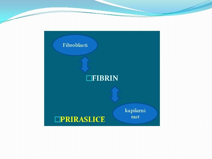 Fibroblasti �FIBRIN �PRIRASLICE kapilarni rast PPPPP 