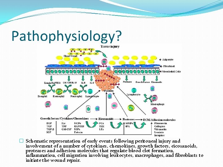 Pathophysiology? � Schematic representation of early events following peritoneal injury and involvement of a