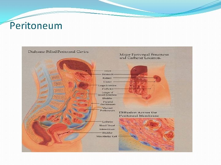Peritoneum Peritoneum