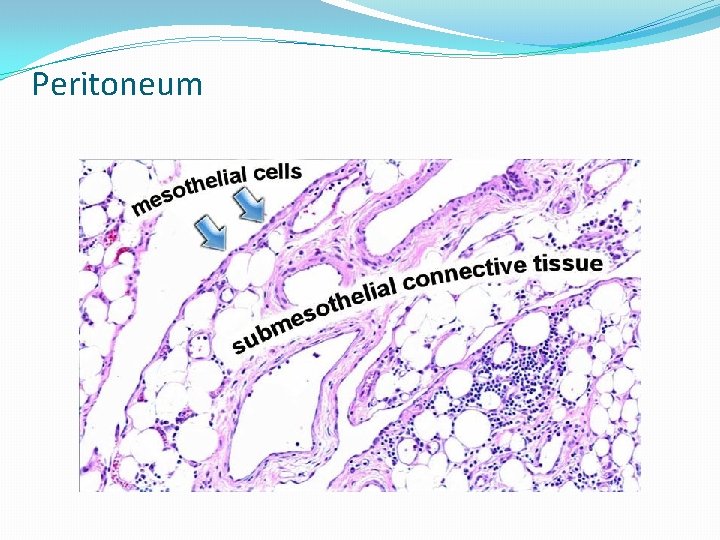 Peritoneum Peritoneum