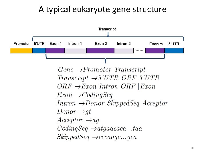 A typical eukaryote gene structure 10 