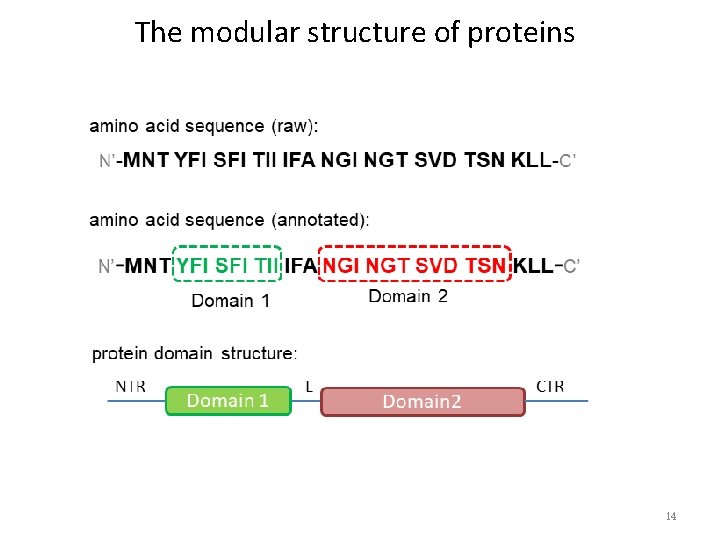 The modular structure of proteins 14 