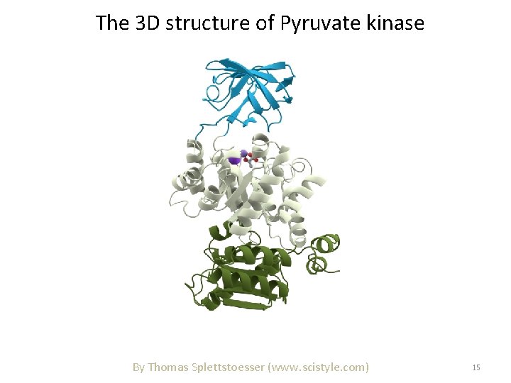 The 3 D structure of Pyruvate kinase By Thomas Splettstoesser (www. scistyle. com) 15