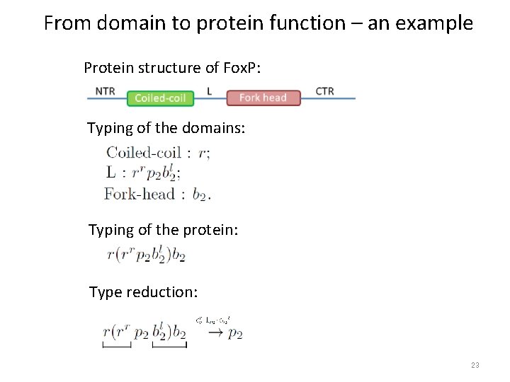 From domain to protein function – an example Protein structure of Fox. P: Typing