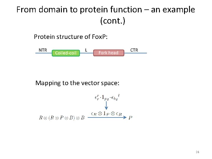 From domain to protein function – an example (cont. ) Protein structure of Fox.