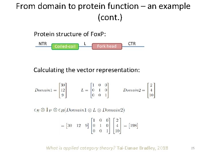 From domain to protein function – an example (cont. ) Protein structure of Fox.