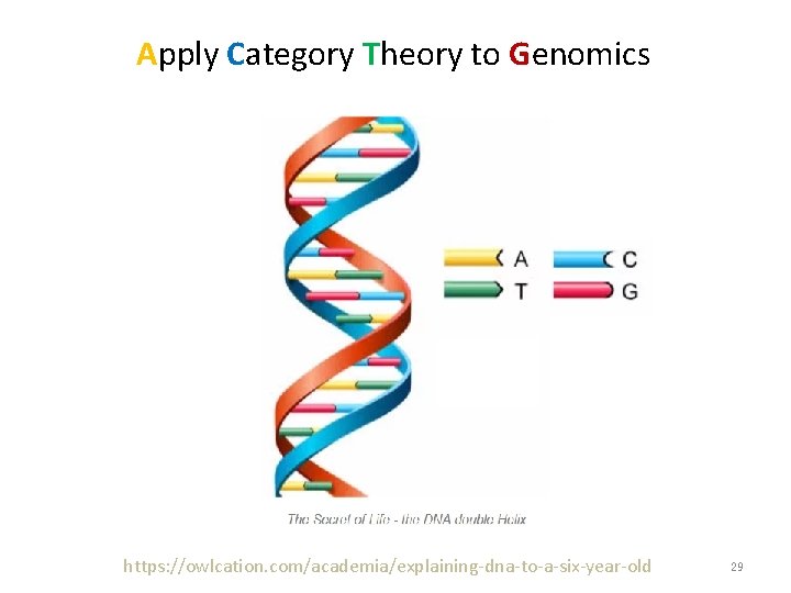 Apply Category Theory to Genomics https: //owlcation. com/academia/explaining-dna-to-a-six-year-old 29 