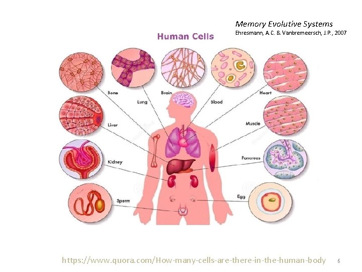 Memory Evolutive Systems Ehresmann, A. C. & Vanbremeersch, J. P. , 2007 https: //www.