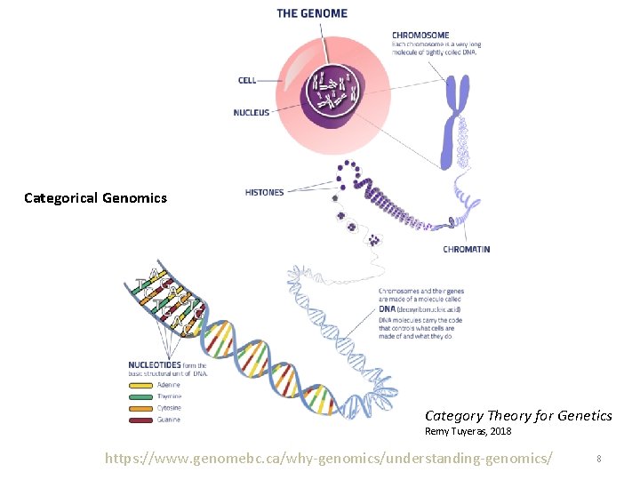 Categorical Genomics Category Theory for Genetics Remy Tuyeras, 2018 https: //www. genomebc. ca/why-genomics/understanding-genomics/ 8