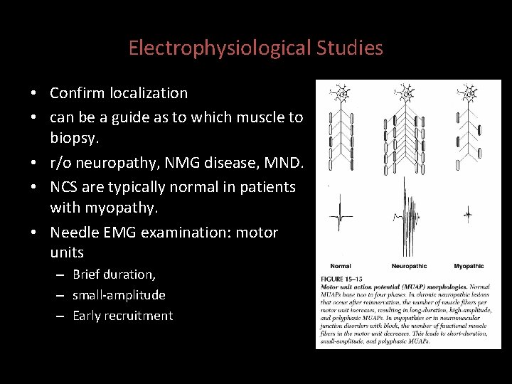 Electrophysiological Studies • Confirm localization • can be a guide as to which muscle