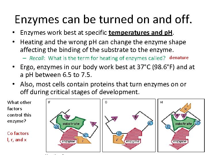 Enzymes can be turned on and off. • Enzymes work best at specific temperatures