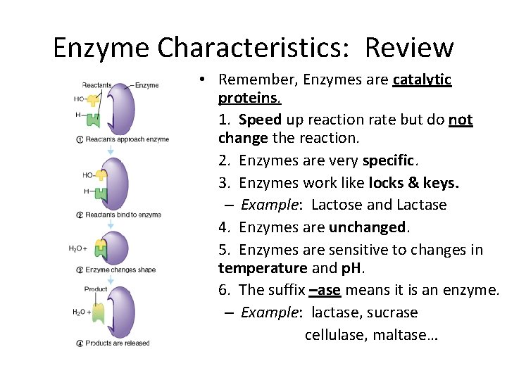 Enzyme Characteristics: Review • Remember, Enzymes are catalytic proteins. 1. Speed up reaction rate
