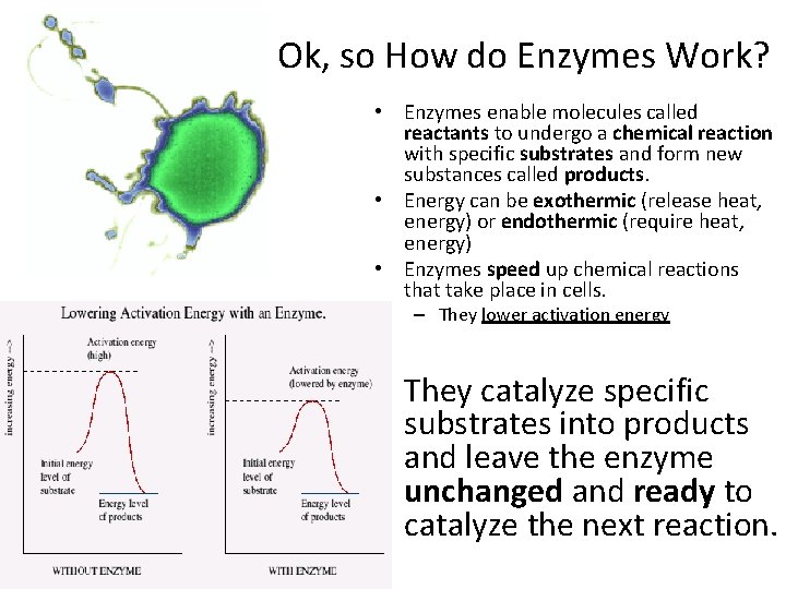 Ok, so How do Enzymes Work? • Enzymes enable molecules called reactants to undergo