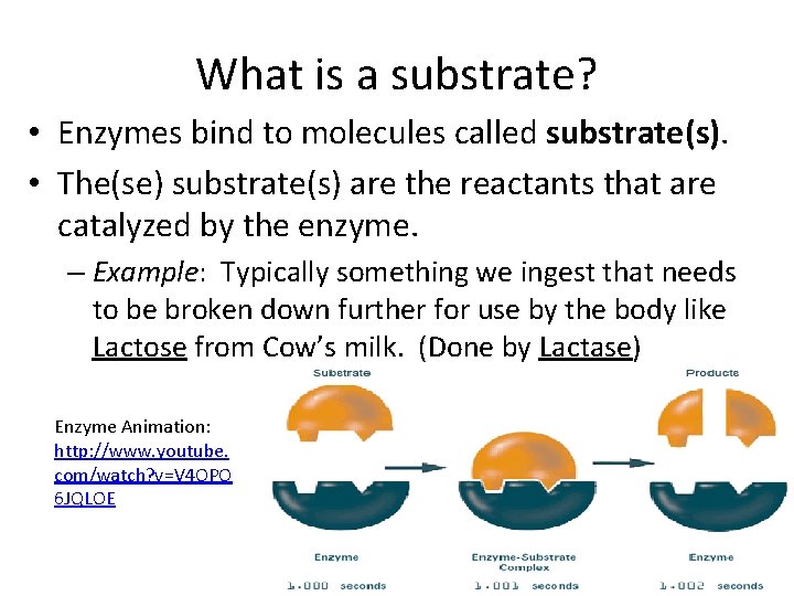 What is a substrate? • Enzymes bind to molecules called substrate(s). • The(se) substrate(s)
