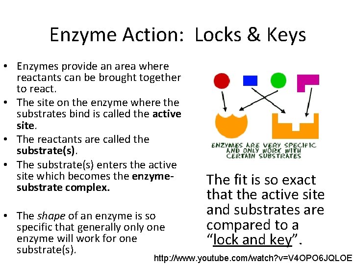 Enzyme Action: Locks & Keys • Enzymes provide an area where reactants can be