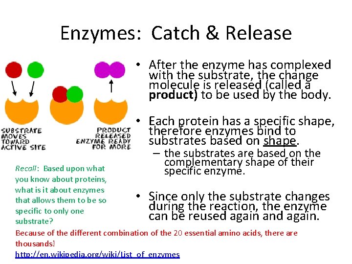 Enzymes: Catch & Release • After the enzyme has complexed with the substrate, the