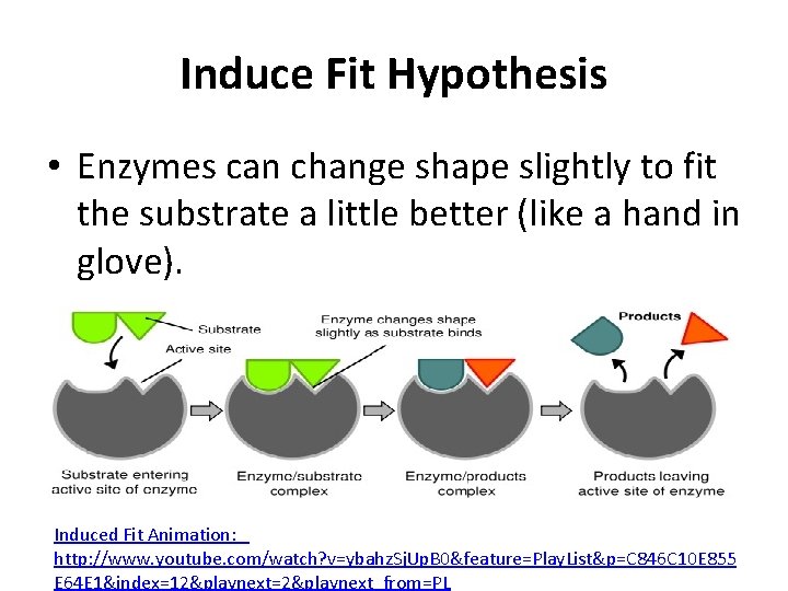 Induce Fit Hypothesis • Enzymes can change shape slightly to fit the substrate a