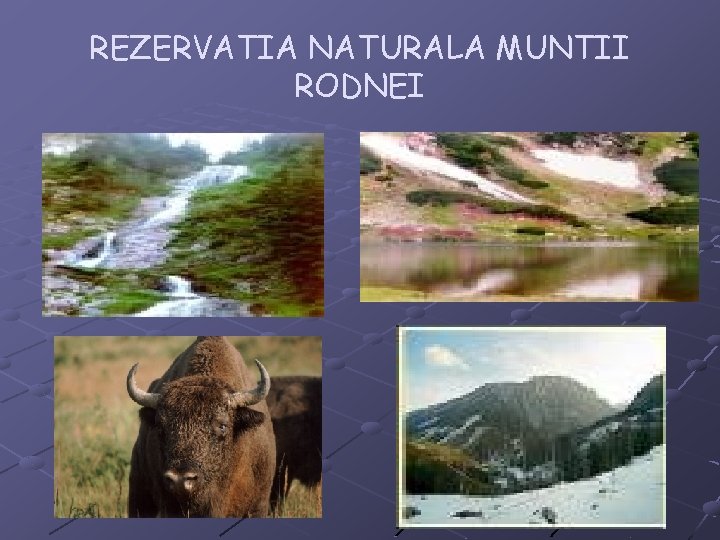 REZERVATIA NATURALA MUNTII RODNEI 