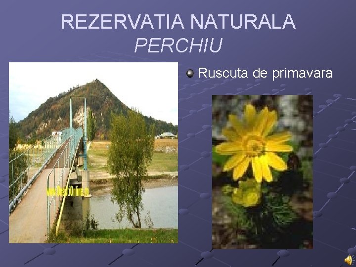 REZERVATIA NATURALA PERCHIU Ruscuta de primavara 