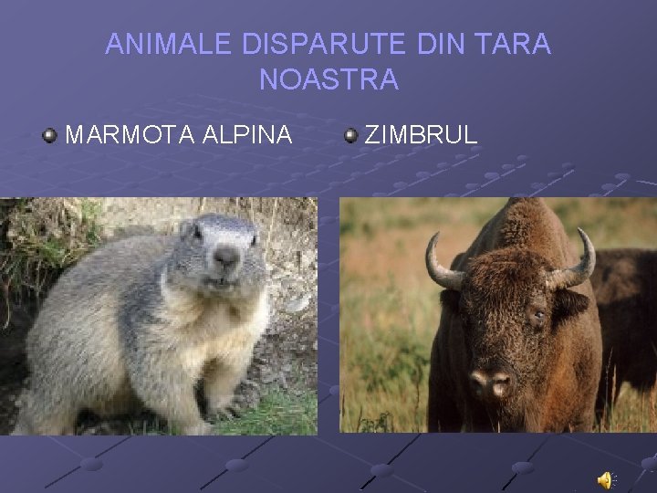 ANIMALE DISPARUTE DIN TARA NOASTRA MARMOTA ALPINA ZIMBRUL 