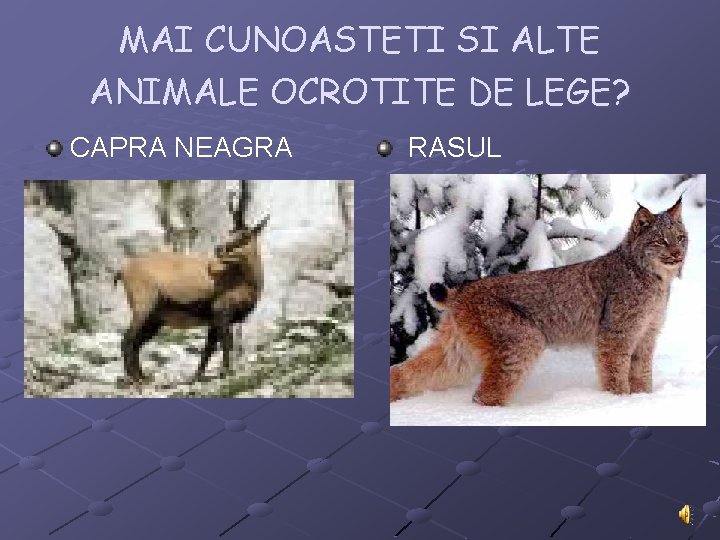 MAI CUNOASTETI SI ALTE ANIMALE OCROTITE DE LEGE? CAPRA NEAGRA RASUL 