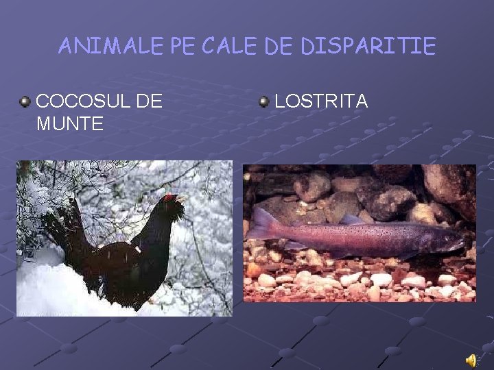 ANIMALE PE CALE DE DISPARITIE COCOSUL DE MUNTE LOSTRITA 