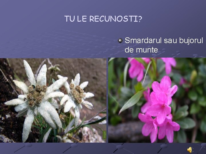 TU LE RECUNOSTI? Smardarul sau bujorul de munte Floarea- de- colt 