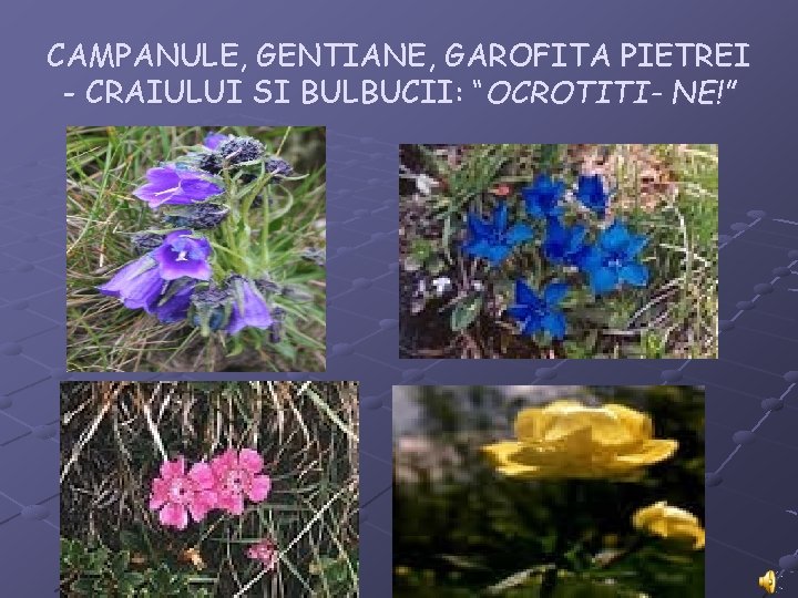 CAMPANULE, GENTIANE, GAROFITA PIETREI - CRAIULUI SI BULBUCII: “OCROTITI- NE!” 