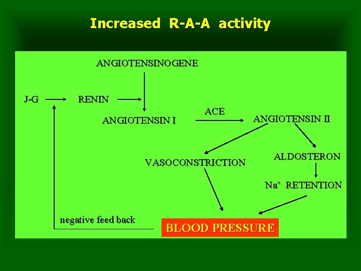 Increased R-A-A activity ANGIOTENSINOGENE J-G RENIN ANGIOTENSIN I ACE VASOCONSTRICTION ANGIOTENSIN II ALDOSTERON Na+