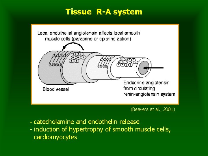 Tissue R-A system (Beevers et al. , 2001) - catecholamine and endothelin release -