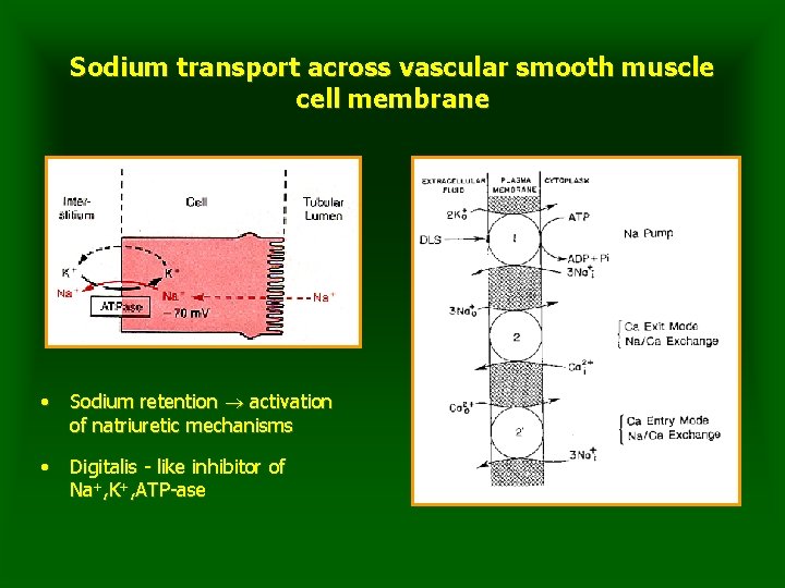 Sodium transport across vascular smooth muscle cell membrane • Sodium retention activation of natriuretic