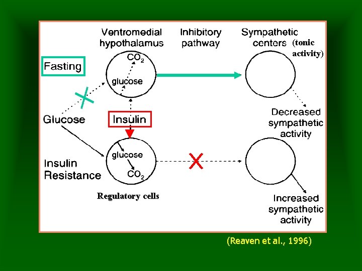 (tonic activity) Regulatory cells (Reaven et al. , 1996) 