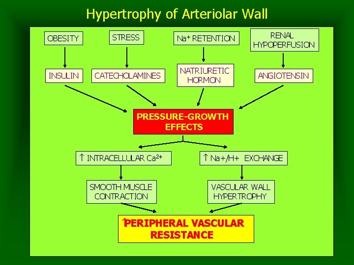 Hypertrophy of Arteriolar Wall OBESITY STRESS Na+ RETENTION RENAL HYPOPERFUSION INSULIN CATECHOLAMINES NATRIURETIC HORMON