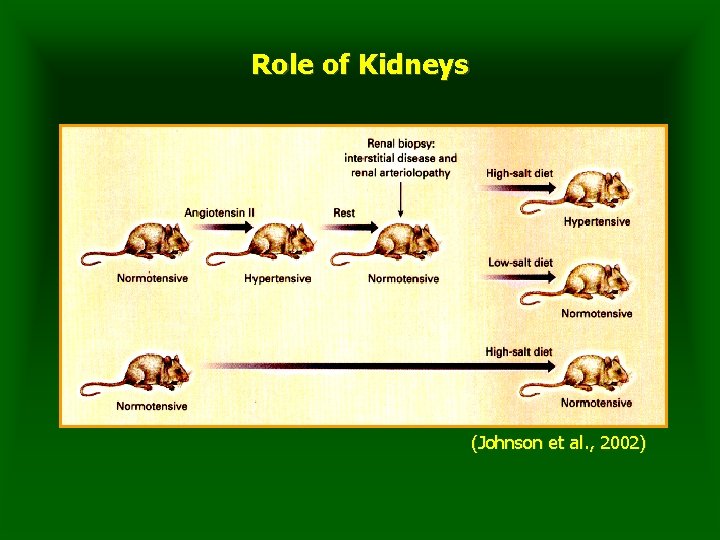 Role of Kidneys (Johnson et al. , 2002) 