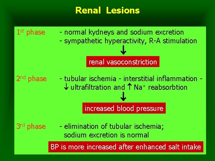 Renal Lesions 1 st phase - normal kydneys and sodium excretion - sympathetic hyperactivity,