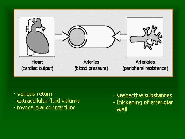 - venous return - extracellular fluid volume - myocardial contractility - vasoactive substances -