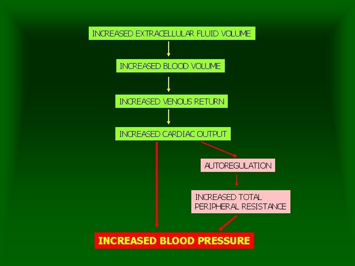 INCREASED EXTRACELLULAR FLUID VOLUME INCREASED BLOOD VOLUME INCREASED VENOUS RETURN INCREASED CARDIAC OUTPUT AUTOREGULATION