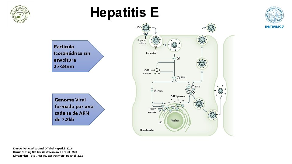 Hepatitis E Partícula Icosahédrica sin envoltura 27 -34 nm Genoma Viral formado por una
