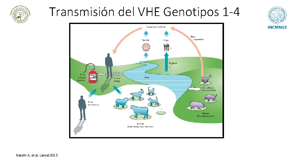 Transmisión del VHE Genotipos 1 -4 Nassim K, et al, Lancet 2012 