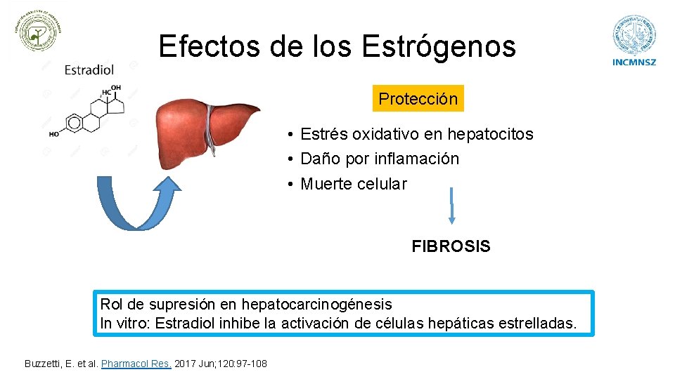 Efectos de los Estrógenos Protección • Estrés oxidativo en hepatocitos • Daño por inflamación