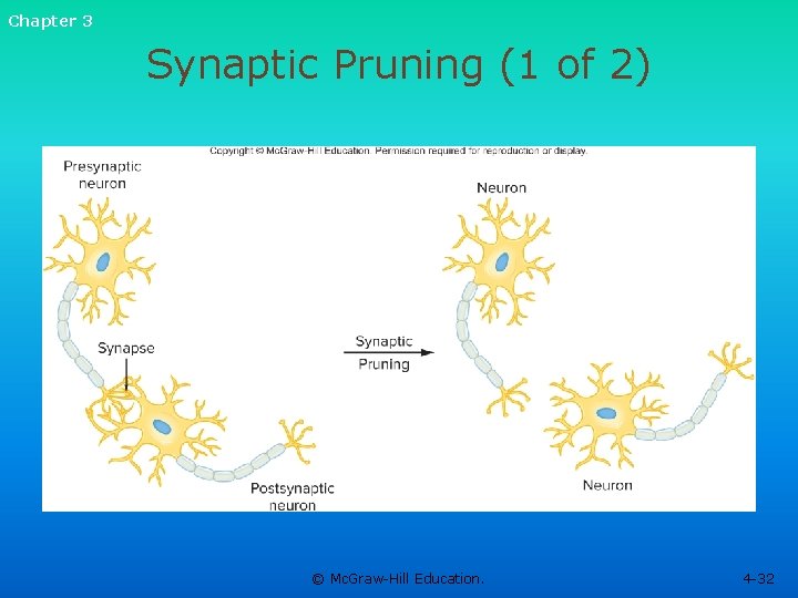 Chapter 3 Synaptic Pruning (1 of 2) © Mc. Graw-Hill Education. 4 -32 