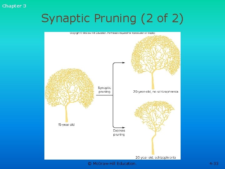 Chapter 3 Synaptic Pruning (2 of 2) © Mc. Graw-Hill Education. 4 -33 