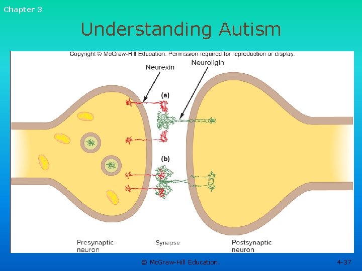 Chapter 3 Understanding Autism © Mc. Graw-Hill Education. 4 -37 