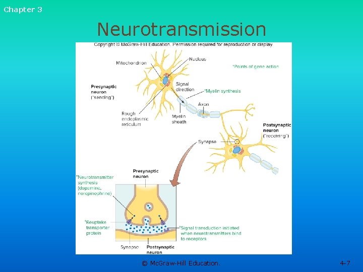 Chapter 3 Neurotransmission © Mc. Graw-Hill Education. 4 -7 