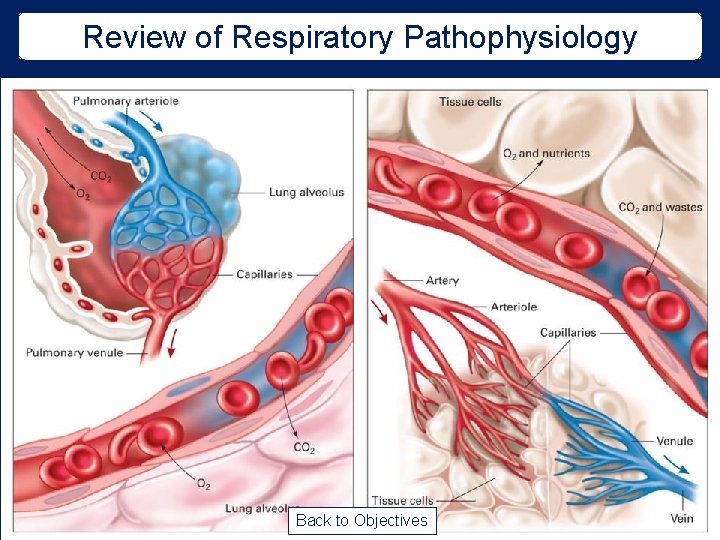 Review of Respiratory Pathophysiology Back to Objectives 