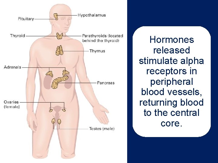 Hormones released stimulate alpha receptors in peripheral blood vessels, returning blood to the central