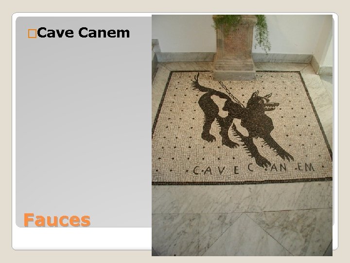 �Cave Canem Fauces 