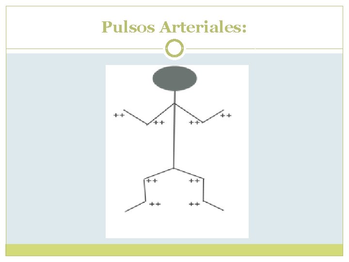 Pulsos Arteriales: Pulsos Arteriales: