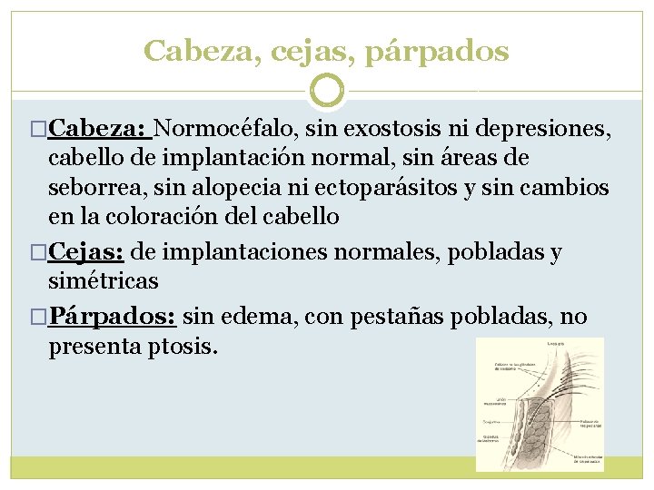 Cabeza, cejas, párpados �Cabeza: Normocéfalo, sin exostosis ni depresiones, cabello de implantación normal, sin Cabeza, cejas, párpados �Cabeza: Normocéfalo, sin exostosis ni depresiones, cabello de implantación normal, sin